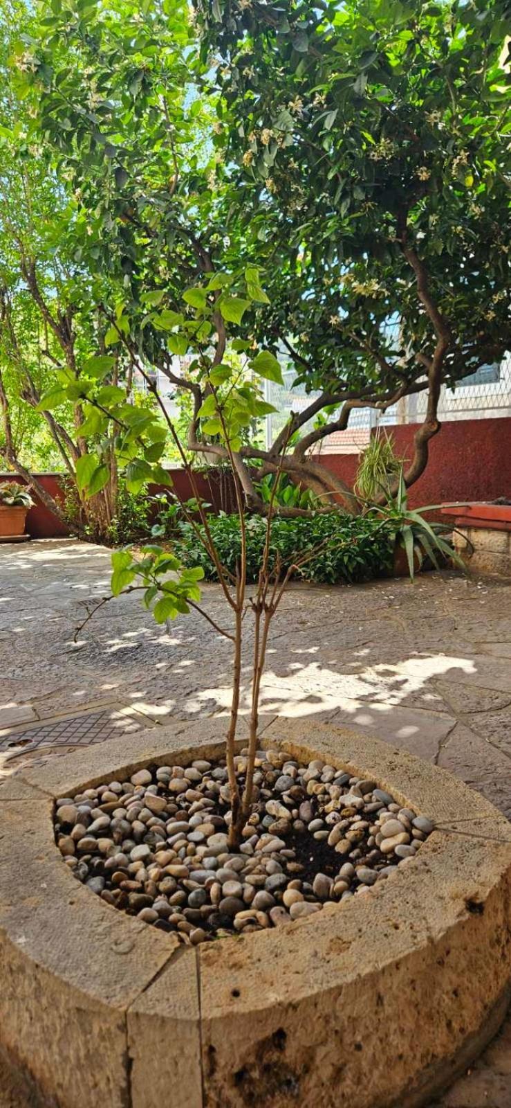 דוברובניק Apartments Afrodita מראה חיצוני תמונה